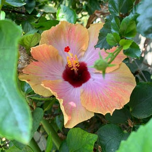 Rum Runner Hibiscus Scions / Cuttings Two (2)