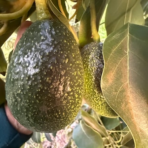 May include: Close-up of two ripe avocados hanging from a tree branch. The avocados have a dark green, textured skin with small yellow spots. The leaves are a deep green color, and the stems are a light brown.