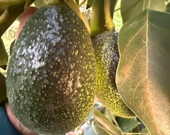GEM Avocado Scions / Cuttings Three (3)