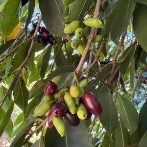 Java Plum / Duhat / Jambolan Scions / Syzygium cumini - Cuttings Three (3) - from well-fruiting trees