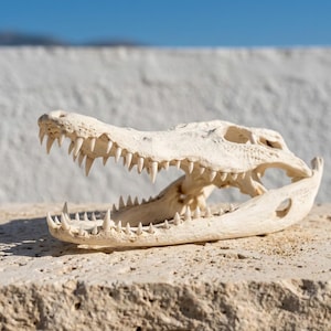 Puede incluir: Primer plano de un cráneo de caimán blanquecino, mostrando dientes afilados y una estructura ósea detallada. El cráneo descansa sobre una superficie texturizada de color claro, con un cielo azul claro de fondo. La boca abierta revela hileras de dientes.