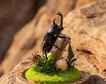 偽カブトムシのドーム | 不気味なホームデコレーション | 植物ガラスドームジオラマ | 自然をテーマにしたデスクデコレーション