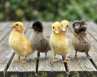 Lindo ejemplar de patito amarillo-----Patito amarillo disecado, rarezas, curiosidades, patito disecado real