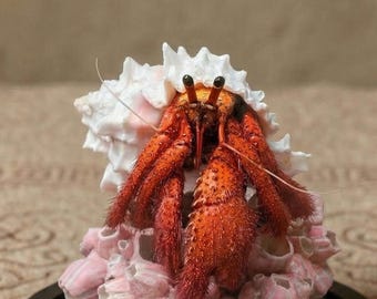 ガラスケース入りの本物のヤドカリ - 海辺のセンターピース、コレクターへのユニークなギフト、海の珍品コレクション、海辺の生き物ギフト
