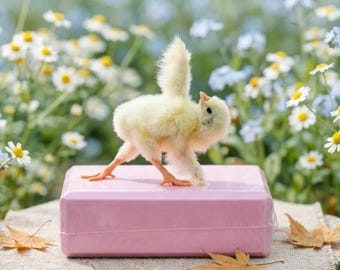 黄色いひよこ標本ブレイクダンサー｜不気味な家の装飾｜ゴシックイースターギフト｜珍品棚｜ハゲタカ文化
