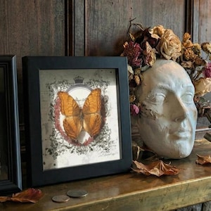 May include: A framed butterfly print with a black frame. The butterfly is orange and brown, set against a vintage-style background with a red and white border. A plaster face sculpture and dried flowers are also visible.