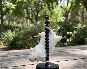 ダンス、動物カーニバルパーティー、パーティースター
