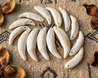 Dientes de coyote auténticos a granel / Decoración macabra para el hogar / Reliquia de hueso de origen ético / Suministros para manualidades de la cultura buitre / Joyería de taxidermia / Cráneo auténtico