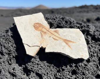 1億2000万年前の中生代魚化石 | 堆積遺物展示 | 古生物学ギフト | 地球科学の珍品