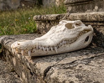 Ultimate Alligator Specimen Set | Real Alligator Skull | Gothic Easter Gift | Vulture Culture Oddity | Dark Academia Desk | Goth Home