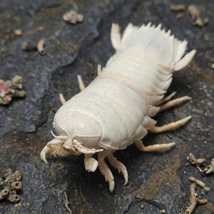 Real Giant Isopod Specimen& Bathynomus Giganteus | Real Alien Specimen|Oddities and Curiosities Gift