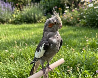 本物のオカメインコの剥製 | オカメインコの標本 | 鳥類学の珍品コレクション | 本物の鳥の標本