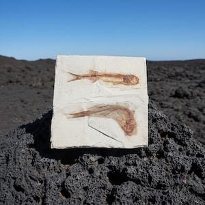 Puede incluir: Juego de tres tazas de cerámica con acabado mate moteado. Las tazas son de color crema, gris claro y gris oscuro. Cada taza tiene un diseño simple y minimalista, ideal para café o té.