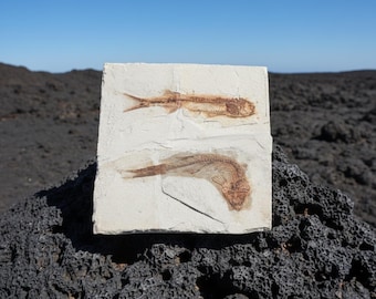 中生代1億2000万年前の双子の魚の化石 | 双子の先史時代の標本 | 古生物学の贈り物 | 地球科学の珍品
