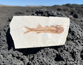 中生代1億2000万年前の本物の魚の化石 | 先史時代の標本 | 古生物学ギフト | イースターギフト