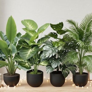 Peut inclure: Quatre plantes en pot avec un feuillage vert luxuriant. Les plantes sont dans des pots noirs et arrondis, disposées sur une surface en bois. Elles comprennent un oiseau de paradis, un dieffenbachia, un monstera et un palmier.