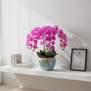 Peut inclure: Une plante d'orchidées magenta vif dans un pot en céramique bleu et beige moucheté. L'orchidée a de multiples tiges en cascade avec de nombreuses fleurs. La plante est posée sur une étagère blanche avec des livres et une impression d'art géométrique encadrée.