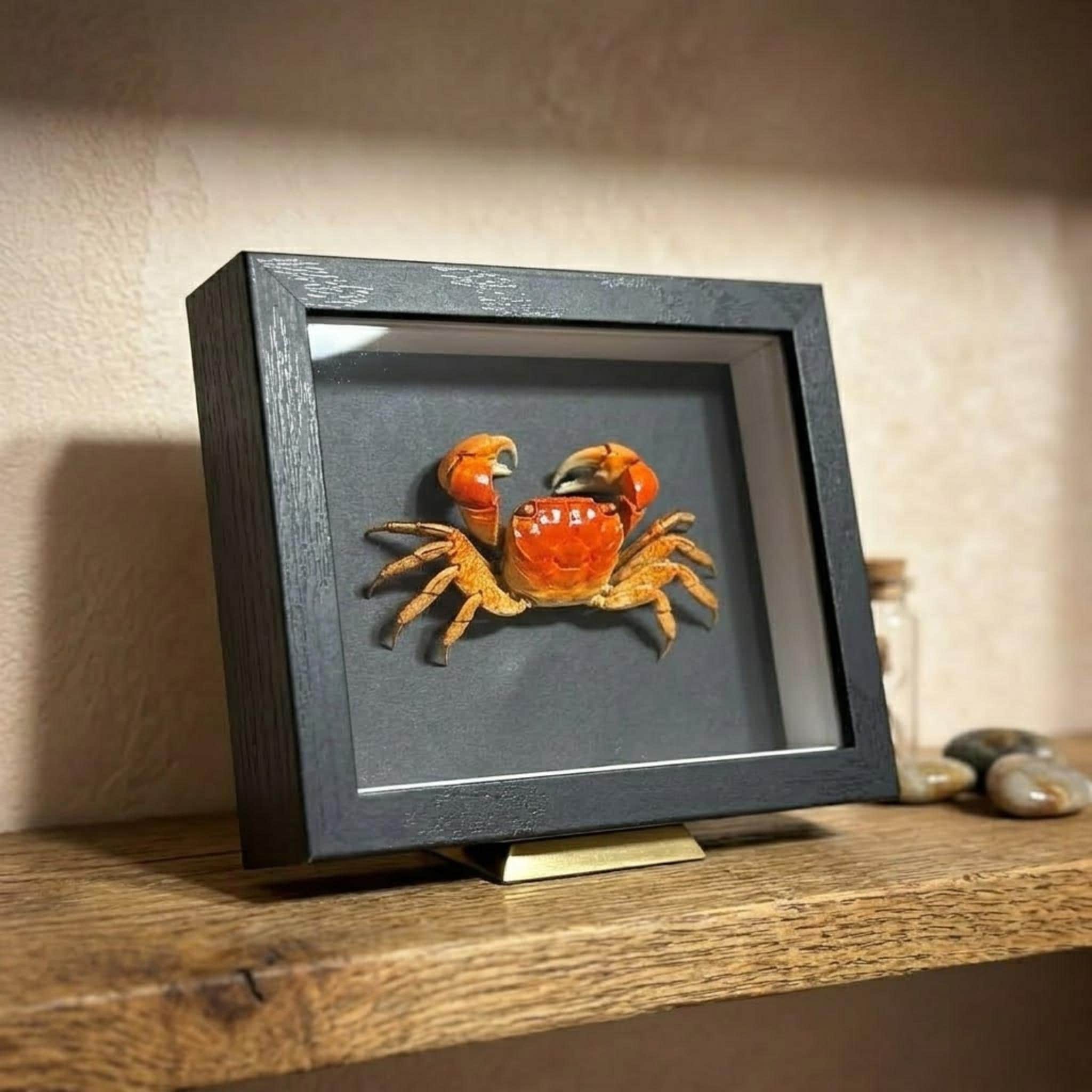 Taxidermy crab - Etsy 日本