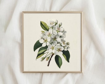 Antike Blumenapfelblüte, Cottagecore französischer Frühling, digitales Geschenk zum Weißen Tag, druckbares Dekor