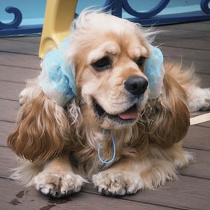May include: A light brown Cocker Spaniel dog with long, wavy ears adorned with light blue, ruffled, sheer fabric ear covers. The dog has a black nose, dark eyes, and a light blue cord hanging around its neck, resting in a lying position.