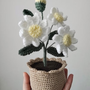 Könnte beinhalten: Eine gehäkelte Topfpflanze mit drei weißen, gänseblümchenartigen Blüten mit gelben Mitten und einer kleinen grünen Knospe. Die Blumen haben dunkelgrüne Blätter und stehen in einem beigen, strukturierten Häkeltopf mit gewelltem Rand.