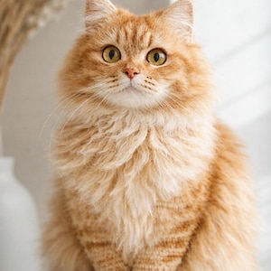 Op de afbeelding: Een pluizige, oranje kat met gele ogen zit op een wit oppervlak. De kat heeft lang haar en een nieuwsgierige uitdrukking. De achtergrond is wazig, met gedroogde bloemen in een vaas.