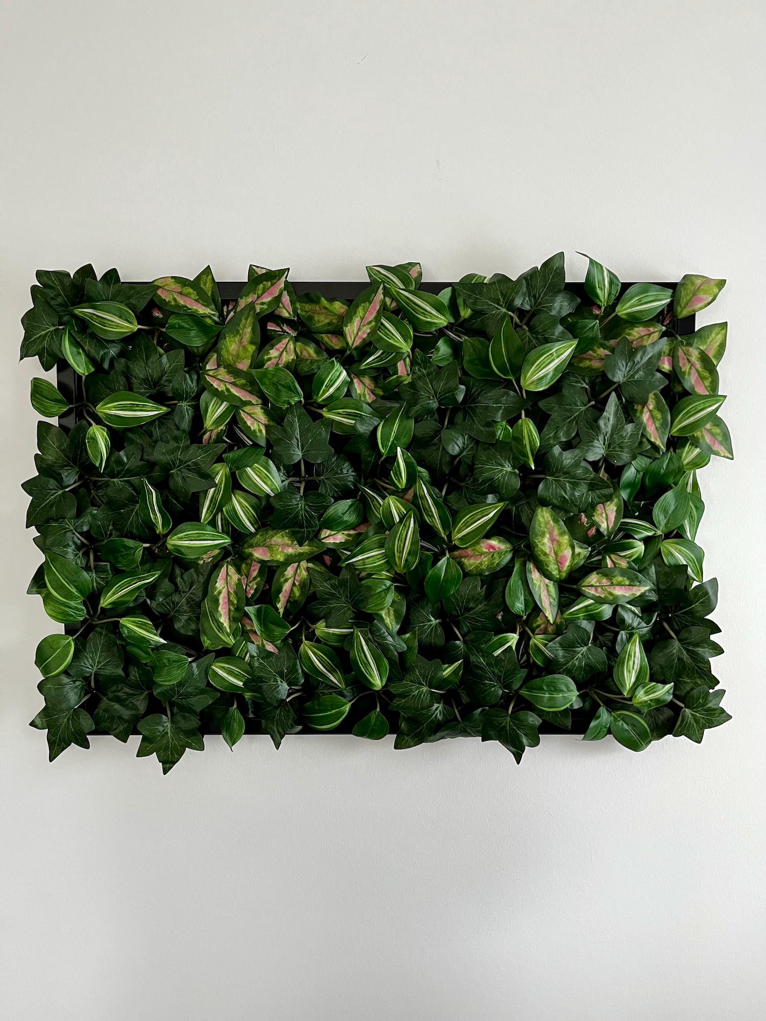 dracena massangeana care 10