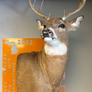 Pode incluir: Uma cabeça de veado taxidermizada com grandes chifres é montada em uma parede. Uma placa de metal laranja com o ano de 2022 e medidas dos pontos dos chifres é montada abaixo da cabeça do veado. O veado tem pelo marrom e marcas brancas.