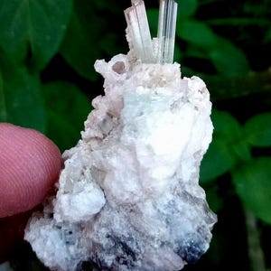May include: A close-up of a mineral specimen featuring a cluster of pale, translucent crystals atop a matrix of white and gray rock. The crystals are elongated and have a subtle, light green hue. The background is blurred green foliage.