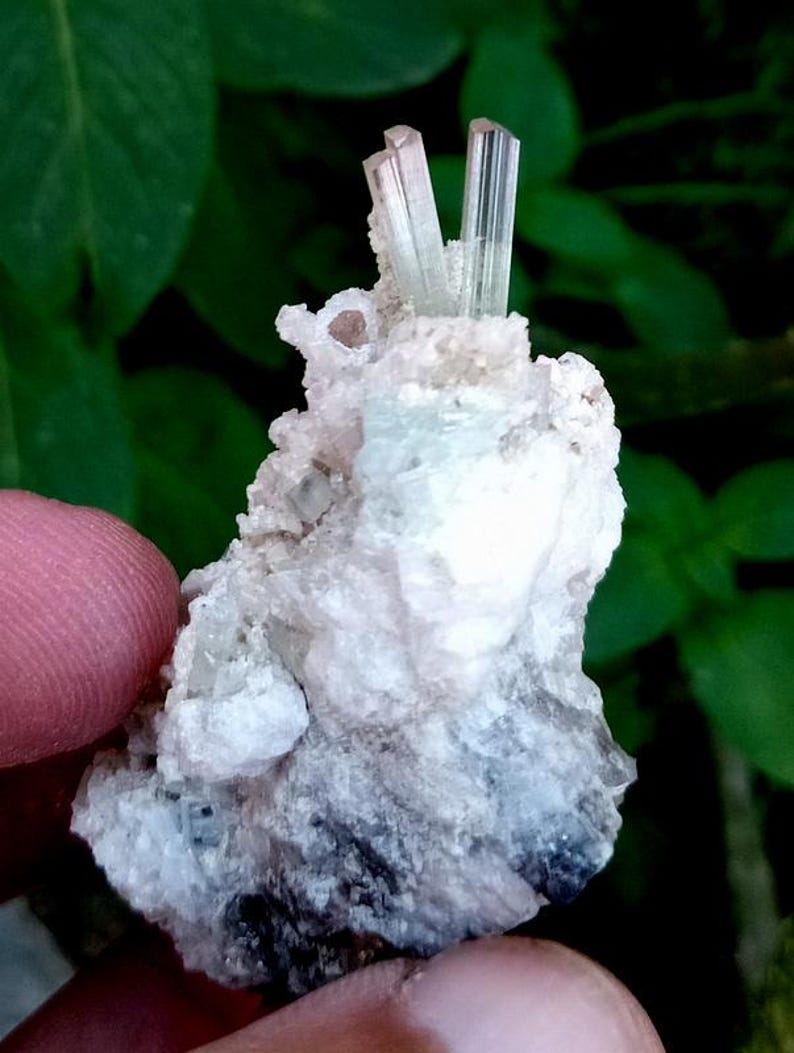 May include: A close-up of a mineral specimen featuring a cluster of pale, translucent crystals atop a matrix of white and gray rock. The crystals are elongated and have a subtle, light green hue. The background is blurred green foliage.