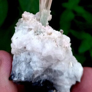May include: A natural mineral specimen featuring a cluster of light pink and clear tourmaline crystals. The crystals are vertically oriented, emerging from a white matrix with hints of gray and black. The background is a blurred green.