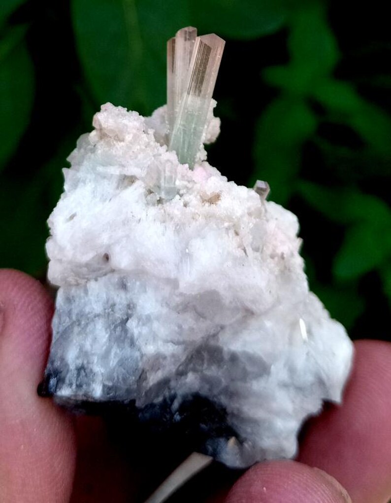 May include: A natural mineral specimen featuring a cluster of light pink and clear tourmaline crystals. The crystals are vertically oriented, emerging from a white matrix with hints of gray and black. The background is a blurred green.