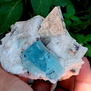 Puede incluir: Un cristal de aguamarina en bruto con un llamativo tono azul, incrustado en una matriz de minerales blancos y beige. La superficie del cristal tiene inclusiones oscuras, y la matriz circundante tiene una apariencia rugosa y texturizada. Fondo de follaje verde borroso.