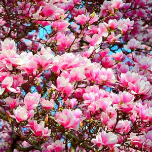 Set fotografico di magnolie rosa primaverili (3 stampe digitali)