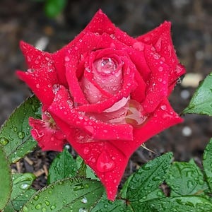 May include: A vibrant red rose, its petals glistening with water droplets, is the focal point. The rose's center reveals a lighter pink hue. Dark green leaves with water droplets surround the flower, creating a fresh, natural scene.