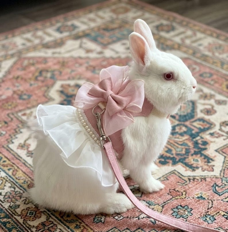 Puede incluir: Un conejo blanco lleva un arn&eacute;s rosa con un gran lazo de organza, un borde de volantes blancos y una hilera de peque&ntilde;as perlas blancas. Una correa rosa a juego est&aacute; sujeta al arn&eacute;s con un clip de metal plateado que cuelga hacia abajo.
