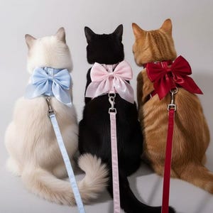 Puede incluir: Tres gatos con arneses a juego y grandes lazos de satén. Los lazos son de color azul claro, rosa y rojo. Los gatos están colocados de espaldas a la cámara, mostrando los lazos y las correas. El fondo es liso.