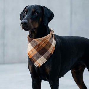 May include: A black Doberman Pinscher dog wearing a plaid bandana in shades of brown, tan, and cream. The bandana has a fringed edge and a gold-colored buckle. The dog is standing and looking to the left.