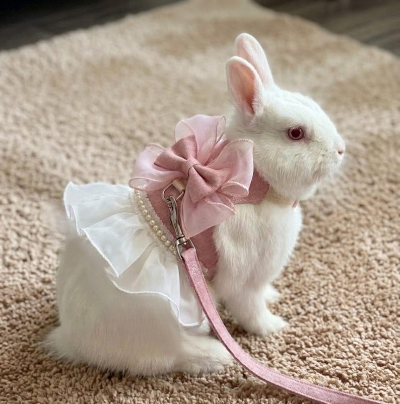 Puede incluir: Un conejo blanco con un arn&eacute;s rosa que presenta un gran lazo de organza, un borde con volantes blancos y una hilera de peque&ntilde;as perlas blancas. Una correa rosa a juego est&aacute; sujeta al arn&eacute;s con un clip de metal plateado y se extiende hacia abajo.