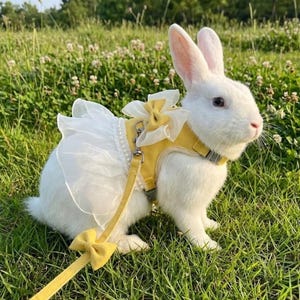 Puede incluir: Un conejo blanco lleva un arn&eacute;s amarillo con una falda de tul blanco, un lazo amarillo decorativo en la espalda y una hilera de perlas artificiales blancas. Una correa amarilla a juego con un peque&ntilde;o lazo amarillo se sujeta al arn&eacute;s.