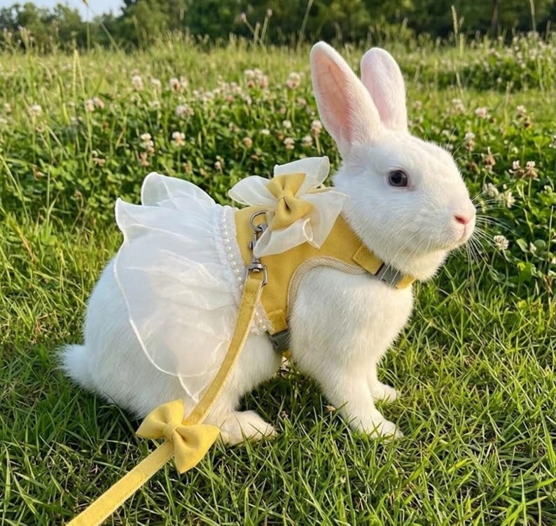 Puede incluir: Un conejo blanco lleva un arn&eacute;s amarillo con una falda de tul blanco, un lazo amarillo decorativo en la espalda y una hilera de perlas artificiales blancas. Una correa amarilla a juego con un peque&ntilde;o lazo amarillo se sujeta al arn&eacute;s.