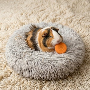 Puede incluir: Un conejillo de indias tricolor, con manchas marrones, negras y blancas, descansa en una cama gris y mullida para mascotas. Sostiene una rodaja de zanahoria naranja. La cama está sobre una alfombra suave y clara.