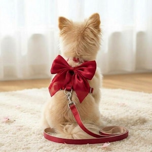 Könnte beinhalten: Ein kleiner, hellfarbener Hund trägt ein rotes Satin-Schleifen-Geschirr und eine passende Leine. Der Hund sitzt auf einem weißen Teppich und ist von der Kamera abgewandt. Die Leine ist mit einem silberfarbenen Metallverschluss am Geschirr befestigt.