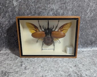 Inramad femhornad noshörningsbagge, taxidermi, skugglåda - Insektens entomologi