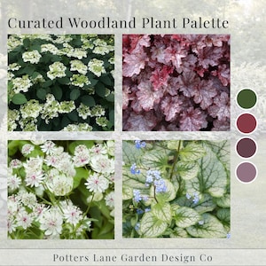 May include: A curated woodland plant palette featuring four plant varieties: white hydrangea, burgundy and pink heuchera, white astrantia, and silver and green brunnera. The image includes a color palette and the text "Curated Woodland Plant Palette."