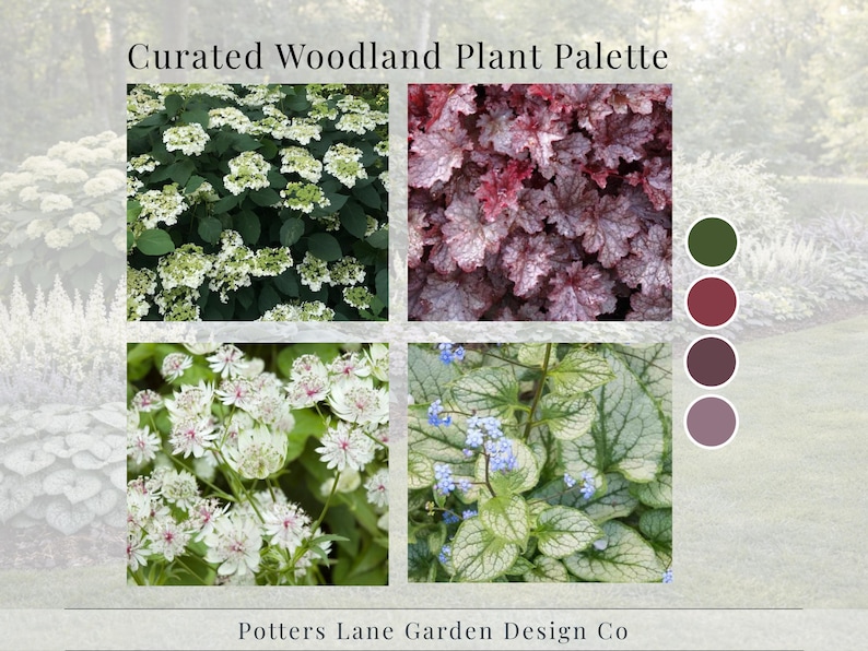 May include: A curated woodland plant palette featuring four plant varieties: white hydrangea, burgundy and pink heuchera, white astrantia, and silver and green brunnera. The image includes a color palette and the text "Curated Woodland Plant Palette."