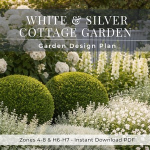 Può includere: Un piano di progettazione del giardino intitolato WHITE & SILVER COTTAGE GARDEN con fiori di ortensia bianchi, due arbusti verdi arrotondati e fogliame argentato. Il documento include il testo Zones 4-8 & H6-H7 e Instant Download PDF.