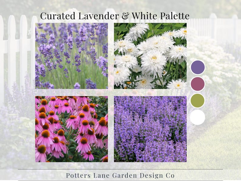 Lavender & White Garden Plan PDF, Full Sun Perennial Border Layout ...