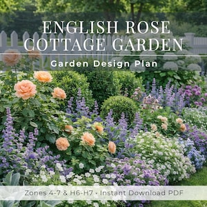 Può includere: Un piano di progettazione del giardino intitolato ENGLISH ROSE COTTAGE GARDEN con il sottotitolo Garden Design Plan. L'immagine mostra una rigogliosa aiuola con rose color pesca, gattaia viola e fiori bianchi, con Zones 4-7 & H6-H7 Instant Download PDF.