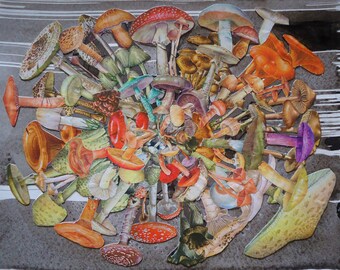 mushroom mandala 2 - hand cut analog nature collage - mandala forever series